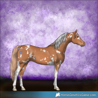 Horse Color:White Spotted Chestnut Tobiano 