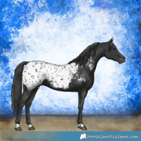 Horse Color:Black Appaloosa