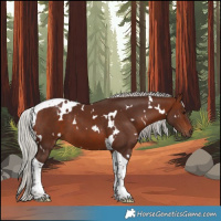 Horse Color:White Spotted Silver Bay Tobiano 
