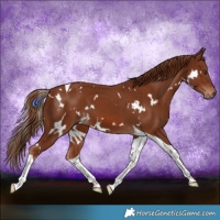 Horse Color:White Spotted Chestnut Tobiano 