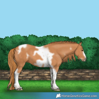 Horse Color:White Spotted Chestnut Tobiano Frame 