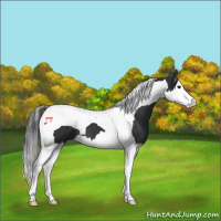 Horse Color:Black Splash Tobiano 