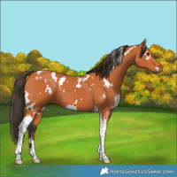 Horse Color:White Spotted Bay Tobiano 