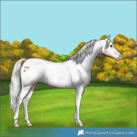 Horse Color:White Spotted Silver Brown Tobiano Varnish Rabicano 
