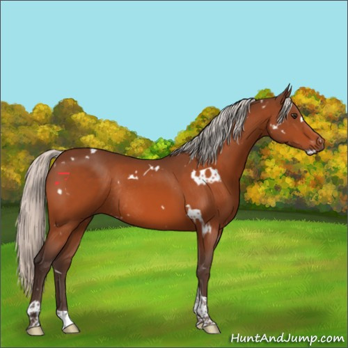 Horse Color:White Spotted Silver Brown Tobiano Rabicano 