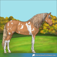 Horse Color:White Spotted Chestnut Tobiano 