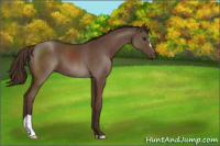 Horse Color:Liver Chestnut 