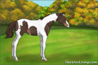 Horse Color:Liver Chestnut Tobiano 