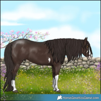 Horse Color:Liver Chestnut 