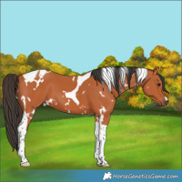 Horse Color:White Spotted Bay Tobiano 