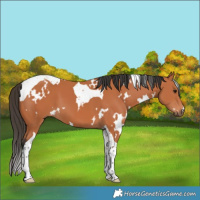 Horse Color:White Spotted Bay Tobiano 