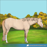Horse Color:Gold Champagne Dun Splash Tobiano 
