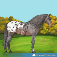 Horse Color:Brown Appaloosa 