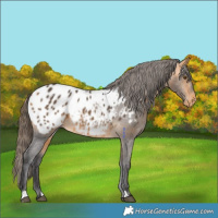Horse Color:Buckskin Appaloosa 