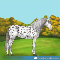 Horse Color:Buckskin Tobiano Near Fewspot  and Liver Chestnut Tobiano Near Leopard 