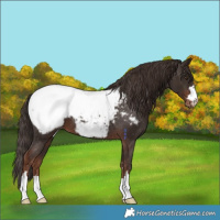 Horse Color:Liver Chestnut Snowcap 