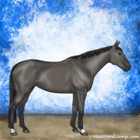 Horse Color:Grullo Rabicano 