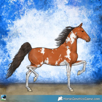 Horse Color:White Spotted Bay Tobiano