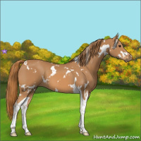 Horse Color:White Spotted Chestnut Tobiano 