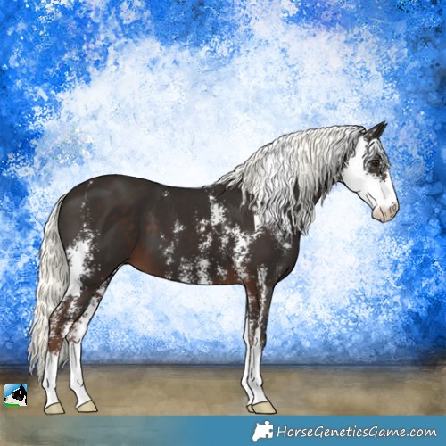 Horse Color:Liver Chestnut Mushroom Sabino