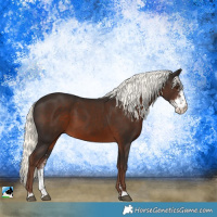 Horse Color:Liver Chestnut Mushroom Sabino 