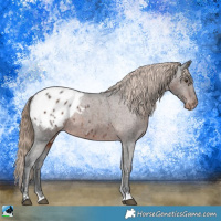 Horse Color:Liver Chestnut Appaloosa Rabicano