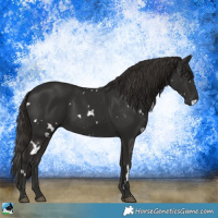 Horse Color:White Spotted Liver Chestnut 