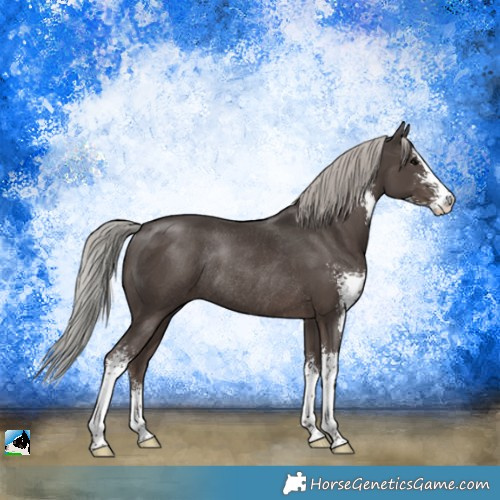 Horse Color:Silver Black Sabino Rabicano 