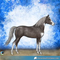 Horse Color:Silver Black Sabino Rabicano 