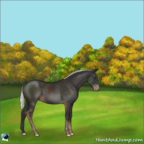Horse Color:Liver Chestnut Mushroom Sabino Rabicano 