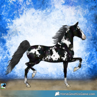 Horse Color:White Spotted Midnight Black Ice Rabicano 
