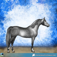 Horse Color:Gray Black Sabino Rabicano 