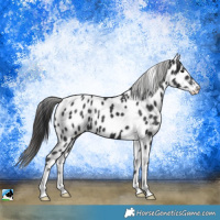 Horse Color:Black Sabino Appaloosa 