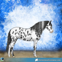 Horse Color:Black Sabino Appaloosa 