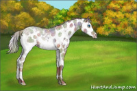 Horse Color:Nacre Liver Red Dun Ice Sabino Splash 