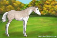 Horse Color:Red Dun Ice Mushroom Sabino Splash 