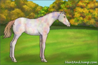 Horse Color:Nacre Gold Champagne Ice Rabicano 