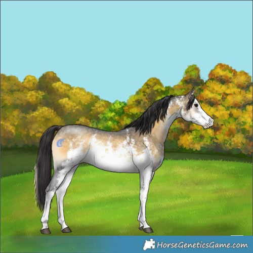Horse Color:White Spotted Buckskin Onyx Sabino Rabicano