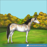 Horse Color:White Spotted Buckskin Onyx Sabino Rabicano 