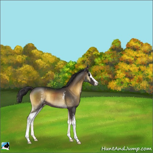 Horse Color:White Spotted Smoky Blue Onyx Sabino Rabicano 