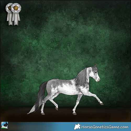 Horse Color:White Spotted Black Sabino Splash Rabicano 