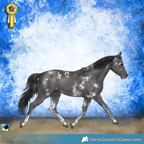 Horse Color:White Spotted Black Sabino Rabicano 