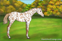 Horse Color:Chestnut Appaloosa 