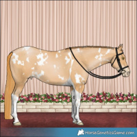 Horse Color:White Spotted Chestnut Pearl Tobiano