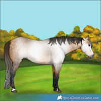 Horse Color:Gray Buckskin