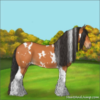 Horse Color:White Spotted Bay Tobiano