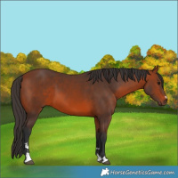 Horse Color:Bay 