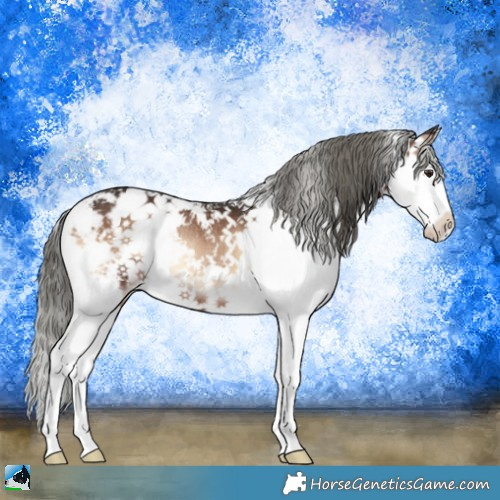 Horse Color:Liver Red Onyx Mushroom Sabino Splash Rabicano 