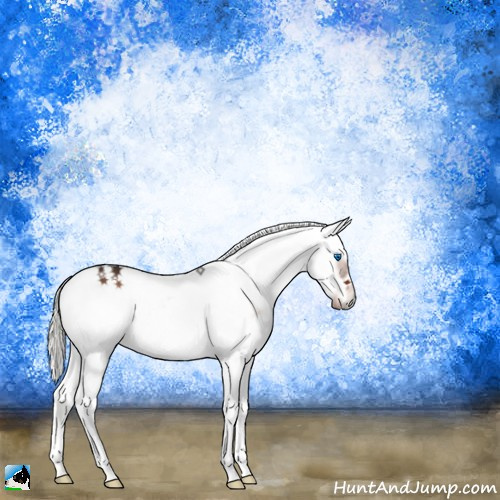 Horse Color:White Spotted Liver Red Onyx Mushroom Splash Frame 