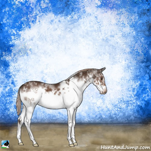 Horse Color:Liver Chestnut Splash Frame 